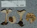 Clitocybe gibba image